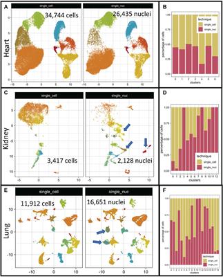 Gene length is a pivotal feature to explain disparities in transcript capture between single transcriptome techniques